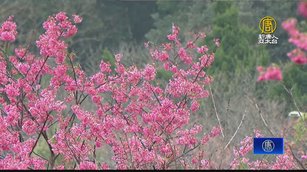 櫻花季登場迎賞櫻人潮 粉紅花海吸引外國遊客