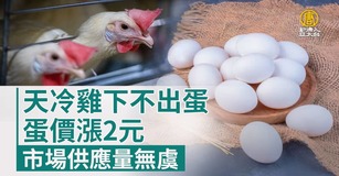 天冷雞下不出蛋 蛋價漲2元 市場供應量無虞