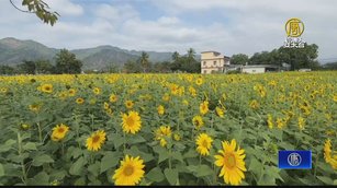 美濃花海開園 陳其邁邀民眾暢遊高雄東九區