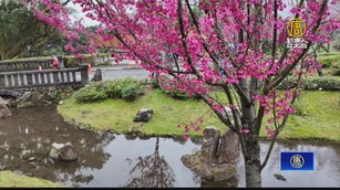 陽明山櫻花季開跑！過年花開正盛 外國客慕名而來