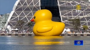 黃色小鴨情人節遊港放閃 工作人員連夜備戰