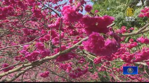 日本櫻花女王來台推南投賞櫻 盼台日友誼長存