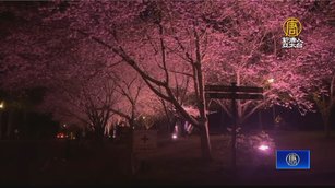 武陵農場櫻花季 夢幻「夜櫻點燈」成絕美景色