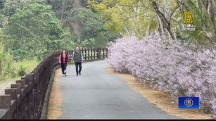 淡雅「粉紫色花牆」 600米長麝香木花海浪漫迎春