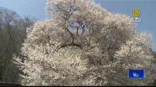 霧社櫻王提早綻放 遊客絡繹不絕欣賞「櫻爺爺」