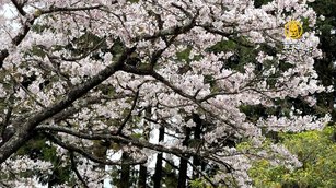 鼓動花開 阿里山櫻花季10日熱情開跑