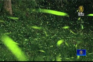 東勢林場螢火蟲季登場 四月高峰期可望達30萬隻