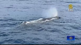 花蓮外海出現巨大抹香鯨 不斷噴水引遊客驚呼