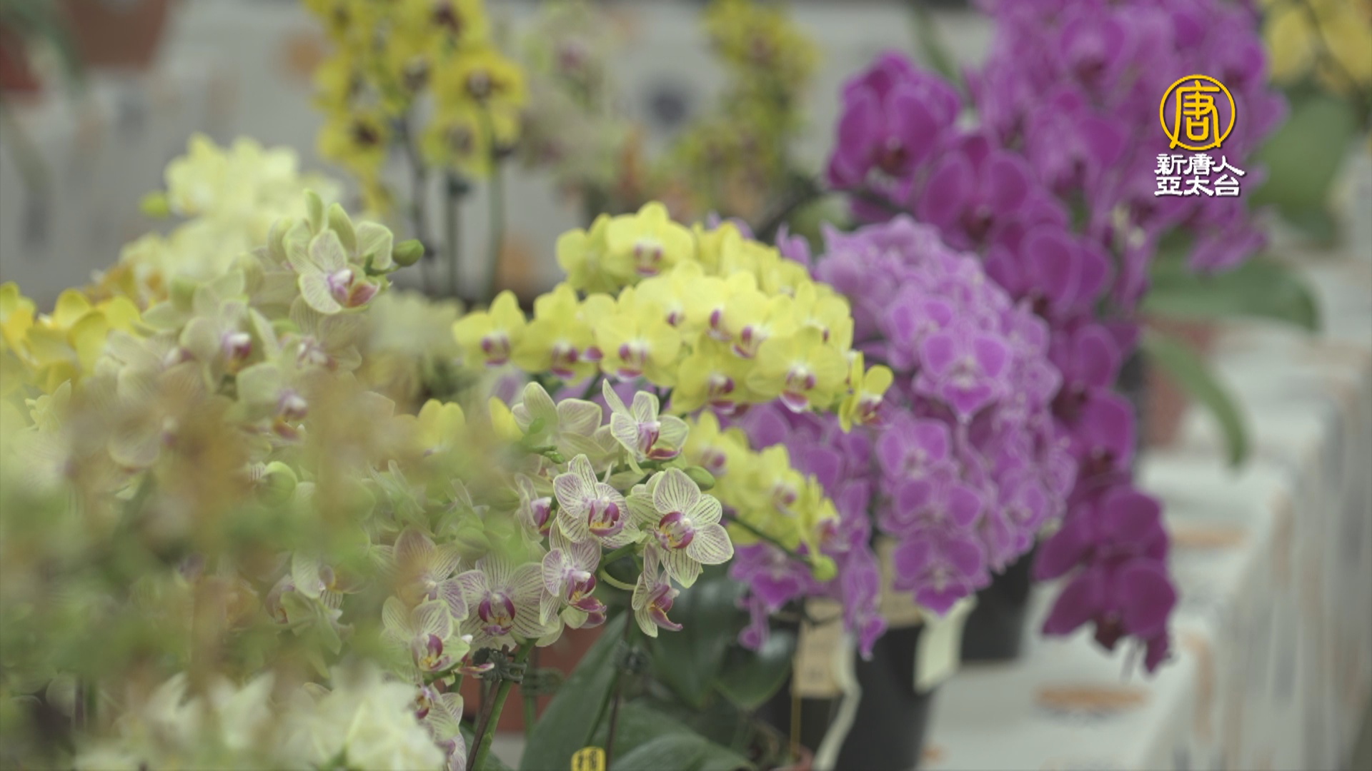 屏東蘭花展登場1500人參賽切磋交流- 新唐人亞太電視台