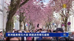 歐洲最美櫻花大道 德國波昂櫻花盛開