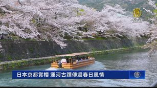 日本京都賞櫻 運河古蹟傳遞春日風情