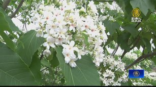 彰化桐花祭開跑 估今年花期「可能提早結束」