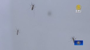 阿根廷登革熱疫情創紀錄  防蚊液一瓶難求 2