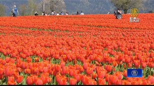 加拿大奇利瓦克鬱金香節 享受「荷蘭風」花海