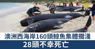 澳洲西海岸160頭鯨魚集體擱淺 28頭不幸死亡
