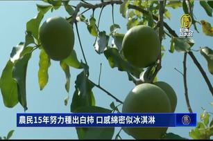 農民15年努力種出白柿 口感綿密似冰淇淋