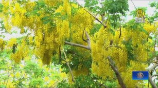 季節限定美景 五月阿勃勒「黃金雨」浪漫迎賓