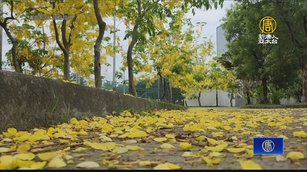 斗六秘境阿勃勒樹盛開 花瓣紛飛宛如下黃金雨