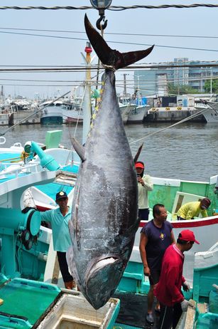 屏東東港今年截至5月28日已捕獲3,165尾黑鮪魚，比去年同期增加648尾。（東港區漁會提供）