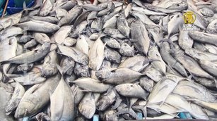 牛港漁「海底風暴」疑變漁獲 網掀生態保育論戰