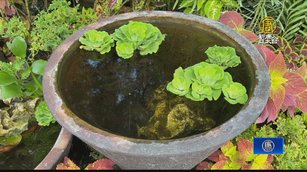 彰化衛生局攜手園藝業者 共同杜絕病媒蚊