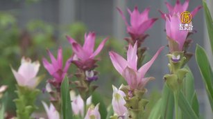 薑荷花繽紛色彩看俏 彌補夏日花卉量少缺口