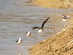 秋冬是金門賞鳥旺季(圖／金門鳥會提供)