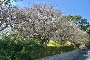 追雪品梅香 嘉義梅山公園梅花持續綻放（嘉義縣政府提供）