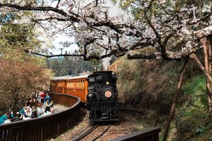 林鐵及文資處推出「綻放舞櫻」主題列車，讓旅客搭乘百年國寶蒸汽火車，近距離欣賞滿山櫻花。（林鐵及文資處李慧美提供）