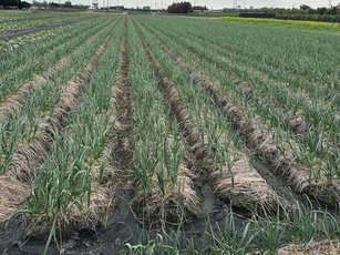 屏東農業處呼籲不耐低溫之葉菜、瓜果作物，應搭設塑膠棚或使用塑膠布覆蓋。(屏東縣政府提供)