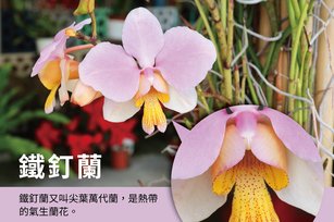 罕見的「鐵釘蘭」悄然綻放，吸引了眾多蘭花愛好者的目光。（圖／蘭都觀光工廠提供）