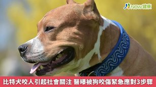 比特犬咬人引起社會關注 醫曝犬隻咬傷緊急應對3步驟(首圖來源／Freepik)