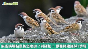 麻雀誤觸黏鼠板怎麼辦？別硬扯！獸醫師建議採3步驟(首圖來源／新北市動保處提供)