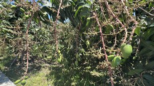 今年三月中旬有冷氣團來襲，加上幾波雨勢，造成嘉義縣芒果結果率大幅下降，面臨嚴重災損。（立委蔡易餘辦公室提供）