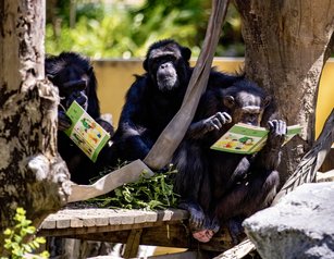 黑猩猩「啃書」像極埋頭苦讀的會考生。 （高雄市觀光局提供）