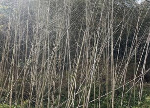 嘉義地區轎篙竹林大規模枯死，受災面積超過4000公頃，災情慘重。（嘉義縣政府提供）