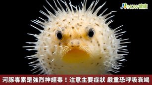 河豚毒素是強烈神經毒！注意主要症狀 嚴重恐呼吸衰竭(首圖來源／Freepik)