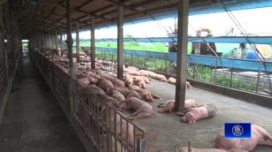 台灣追非洲豬瘟 地方錯失黃金期？埋染疫豬隻遭疑_0