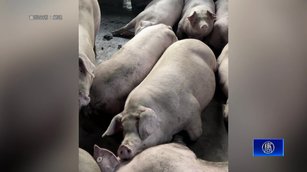 中國豬瘟橫行加上產能過剩 豬價暴跌