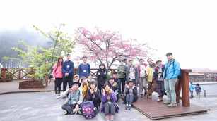 冬末春初，正值阿里山國家森林遊樂區白木蘭、霧社山櫻花等花卉陸續開放。（嘉義分署提供）