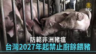 防範非洲豬瘟 台灣2027年起禁止廚餘餵豬