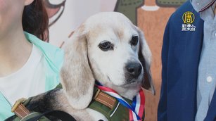 國家汪汪隊28隻執勤犬退役 台農業部推儲糧計畫