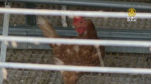 台中雞場染禽流感未通報仍續出貨 急追傳播鏈