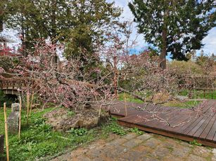 沼平地區的唐實櫻已陸續開花，花期將持續至3月中。（嘉義分署提供）