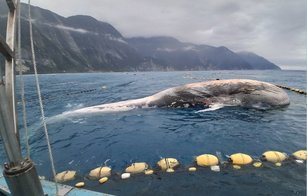 花蓮定置漁場業者巡視定置漁網發現漂浮鬚鯨屍體