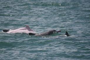 白海豚長年活動於西部沿海近岸淺海與河口水域，這片海域同時承載漁業、航運與沿岸生活(海洋保育署 提供)