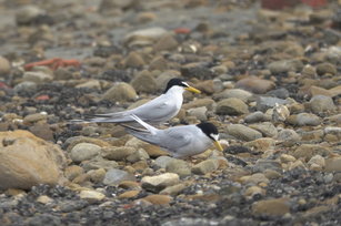 小燕鷗(邱彩綢 提供)