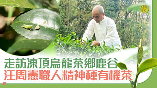 走訪凍頂烏龍茶鄉鹿谷 汪周憲職人精神種有機茶