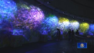 海底也能賞花？ 海生館另類花海創暑假難忘回憶